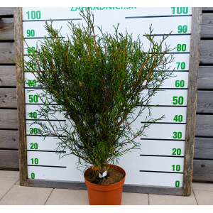  Tuja západná (Thuja occidentalis) ´OHLENDORFII´ - výška 80-100 cm, kont. C5L